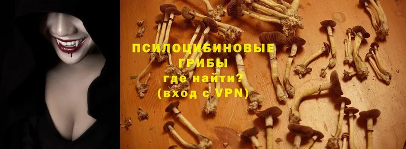 Галлюциногенные грибы Cubensis  как найти закладки  Зубцов 